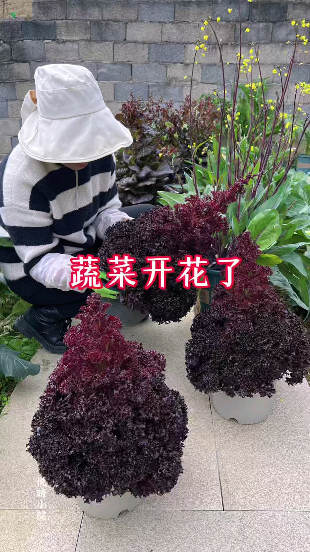 年后忙着走亲戚,花盆种植的蔬菜部分都开花了