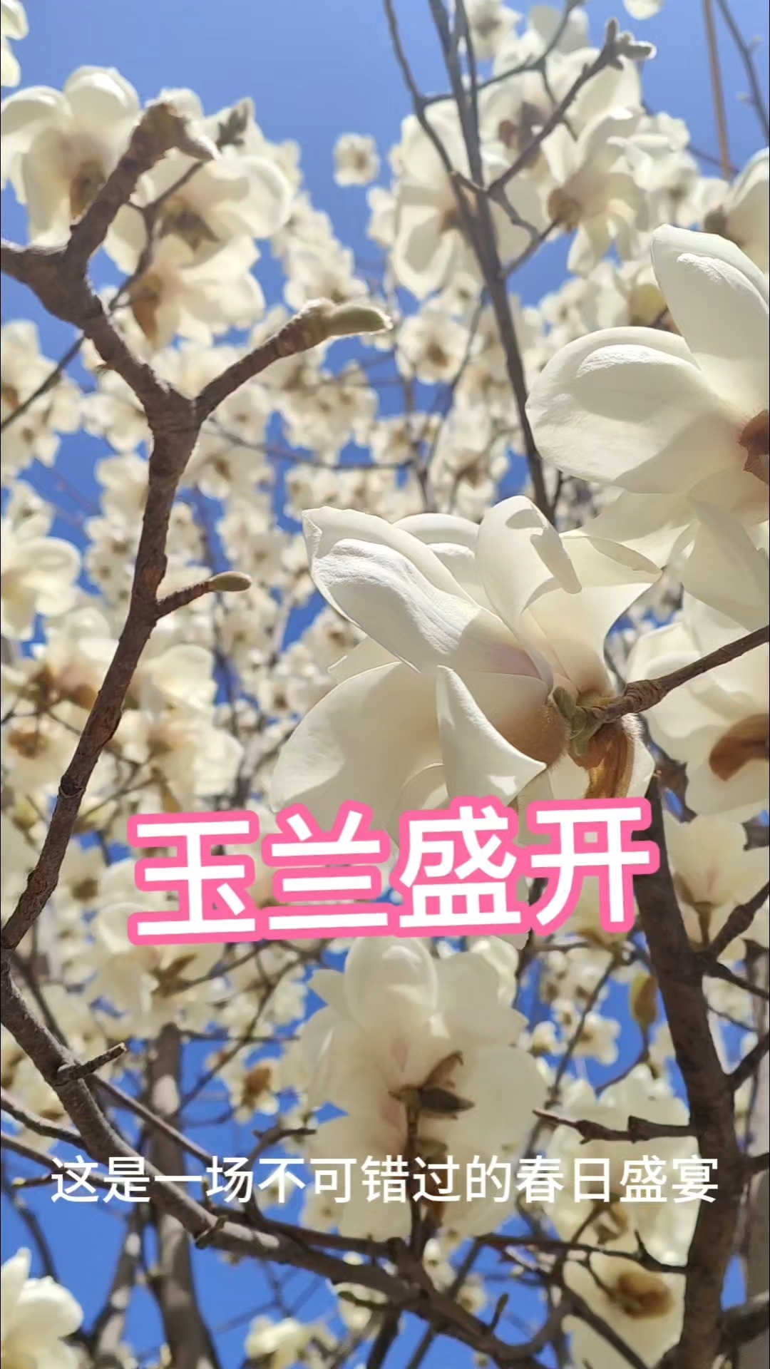 北京国际雕塑公园,娇艳欲滴的玉兰花 ,自然与艺术的完美融合 