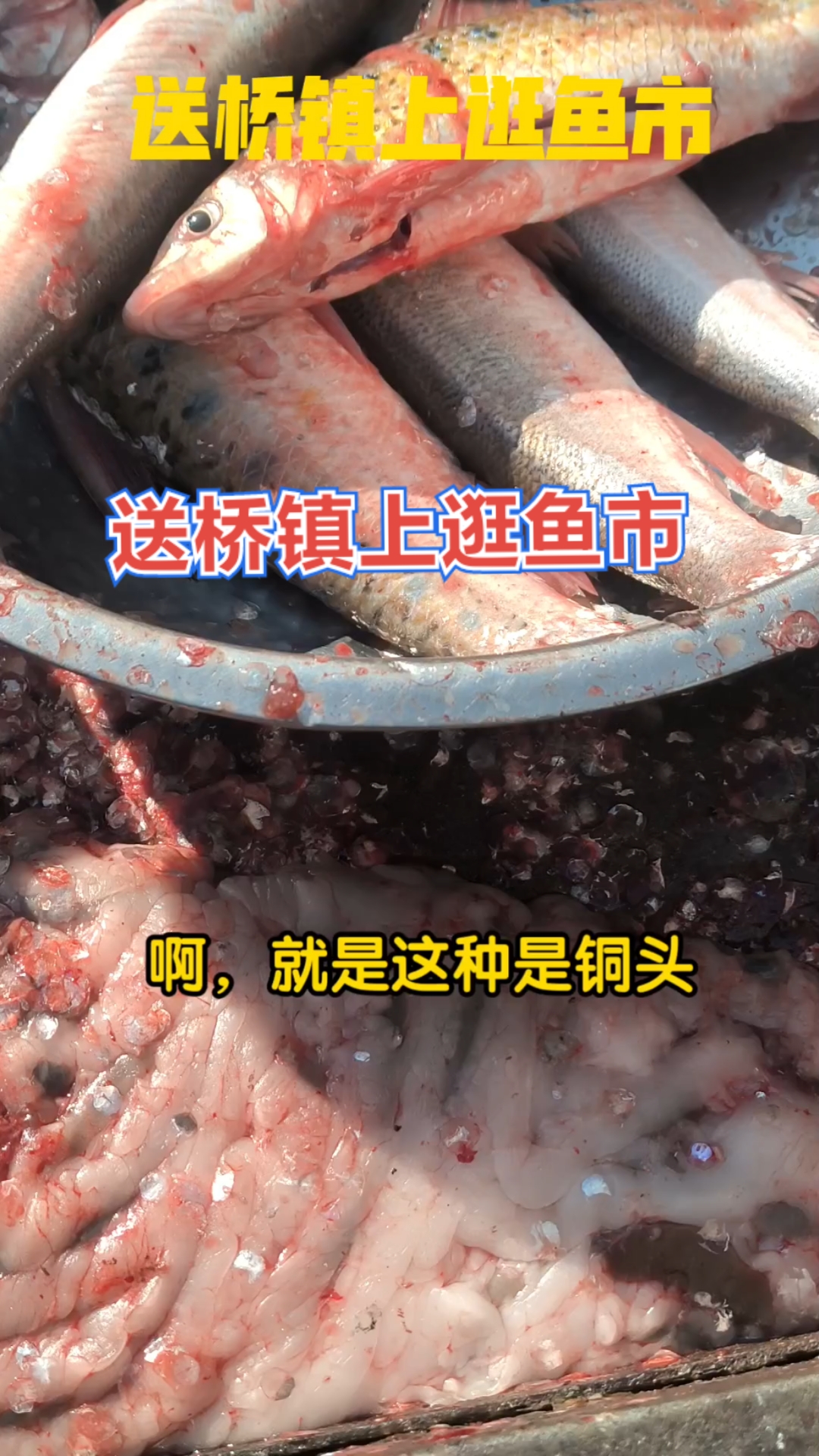 20251206虎老汉送桥镇上逛鱼市