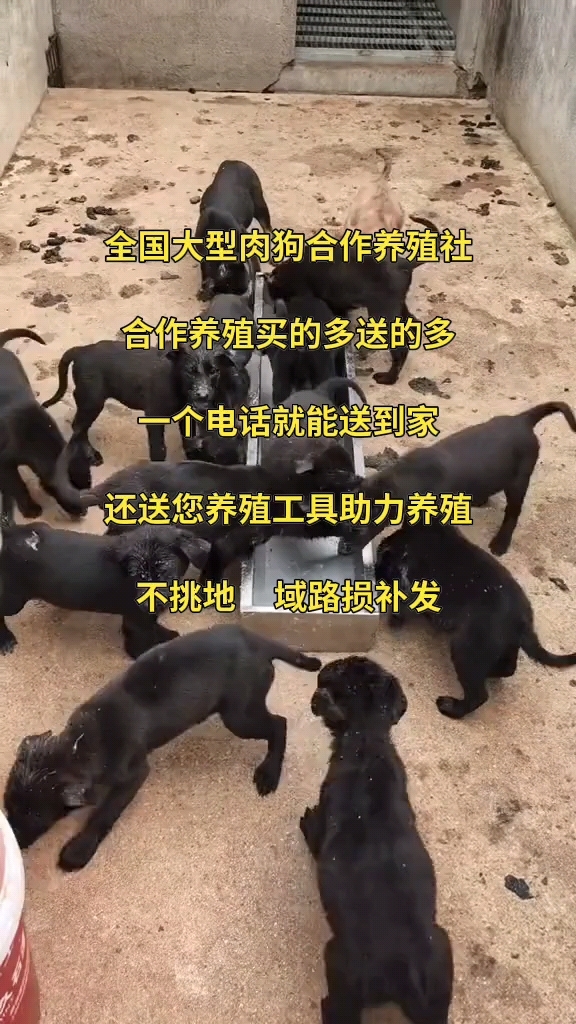 肉狗苗肉狗养殖基地