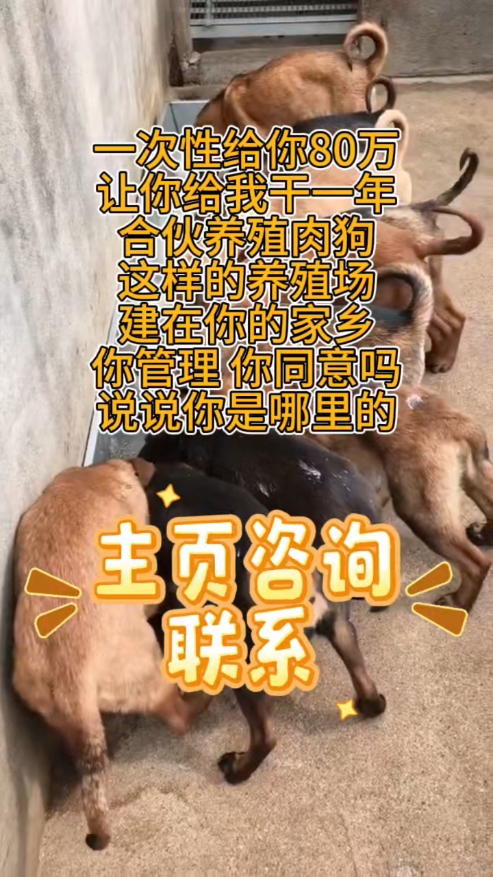 肉狗苗,养殖经验分享