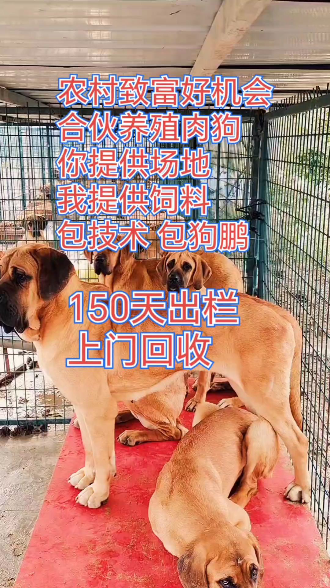 合伙养殖肉狗,肉狗苗