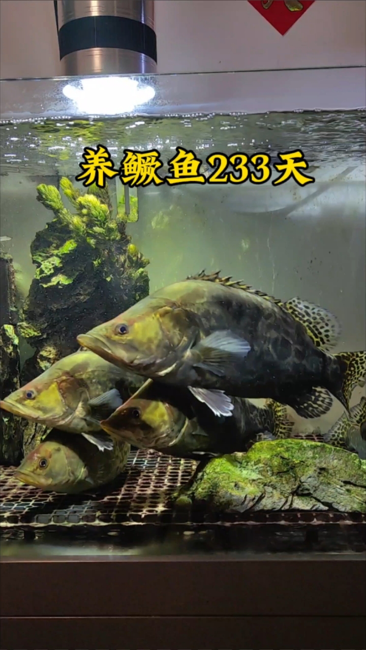 鱼缸养鳜鱼233天,从4厘米到40厘米