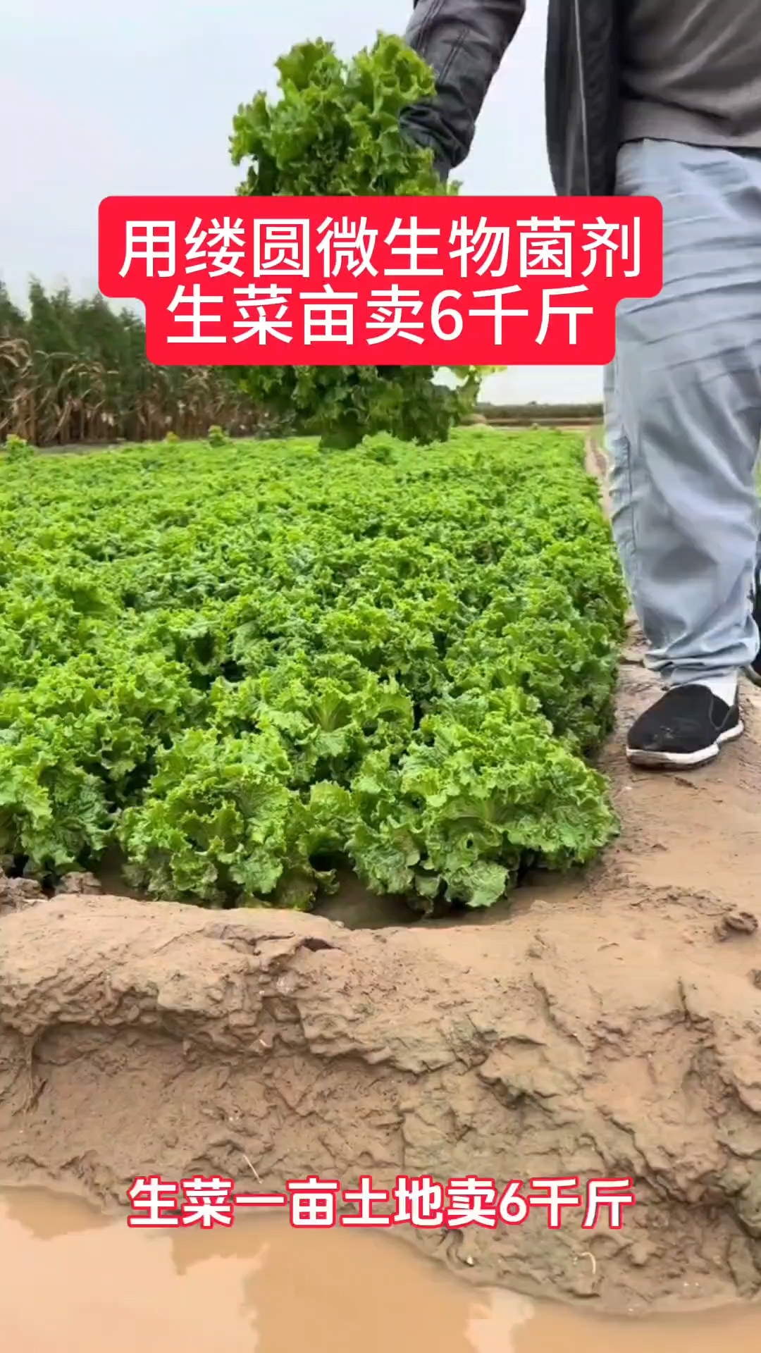 用缕圆微生物菌剂生菜亩卖六千斤,不愧为十大微生物菌剂品牌