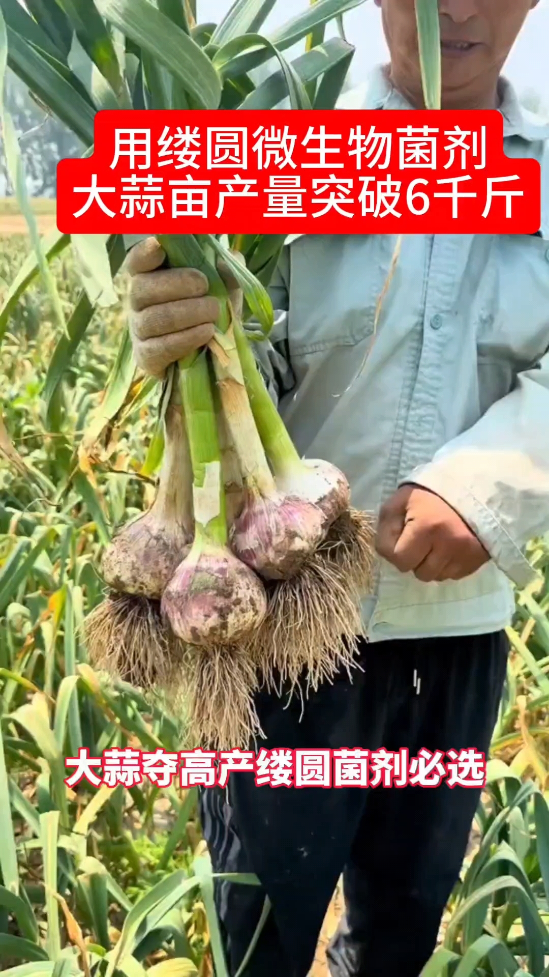 用缕圆微生物菌剂大蒜亩产量突破六千斤土壤的郎中