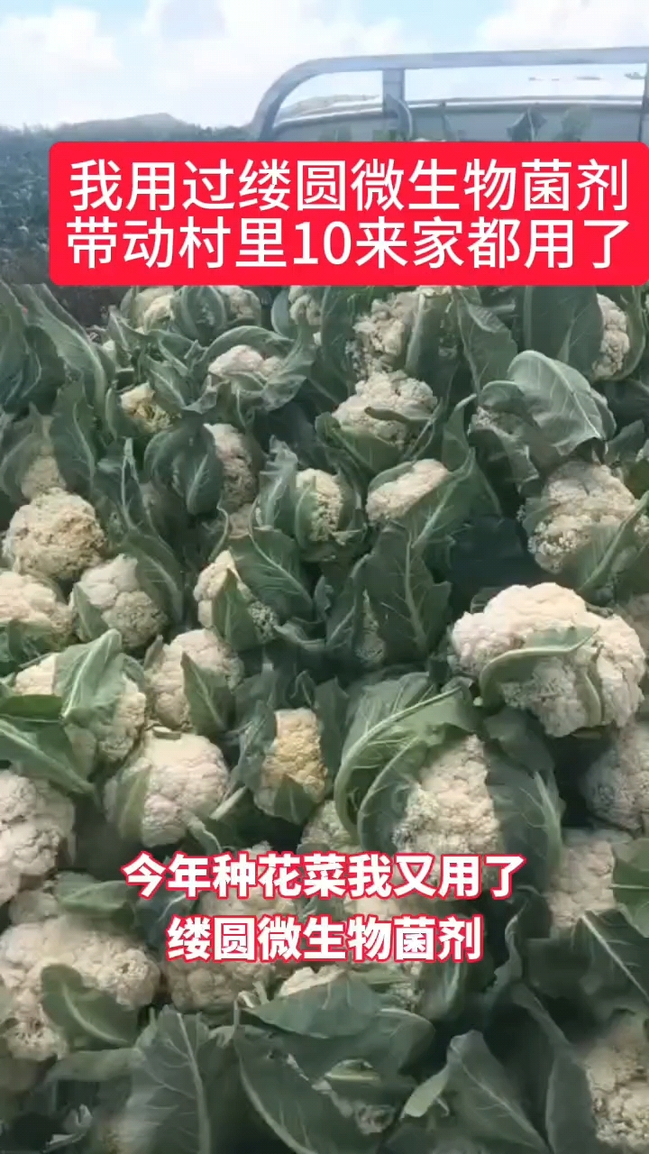 我花菜用缕圆微生物菌剂带动村里10来家都用了