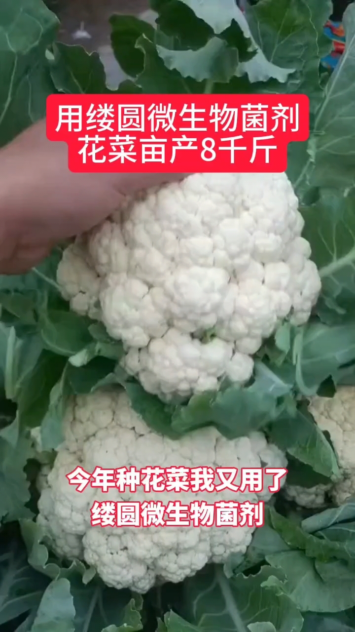 用缕圆微生物菌剂花菜亩产8000斤，不愧为十大生物菌剂品牌