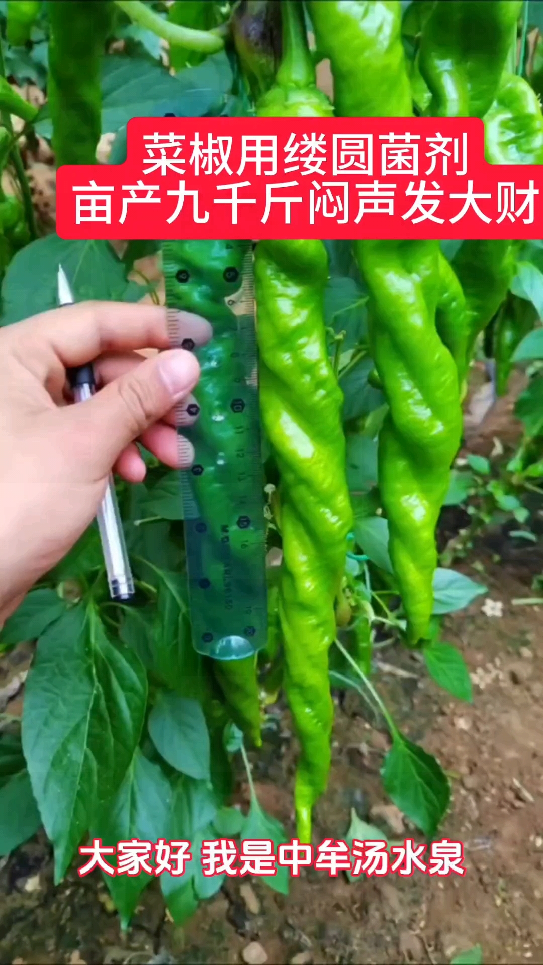 菜椒用缕圆微生物菌剂亩产九千斤闷声发大财土壤的郎中#三农#