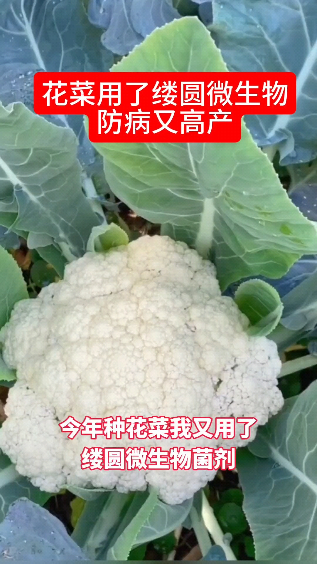 花菜用了缕圆微生物菌剂防病又高产，不愧为最靠谱的微生物菌剂