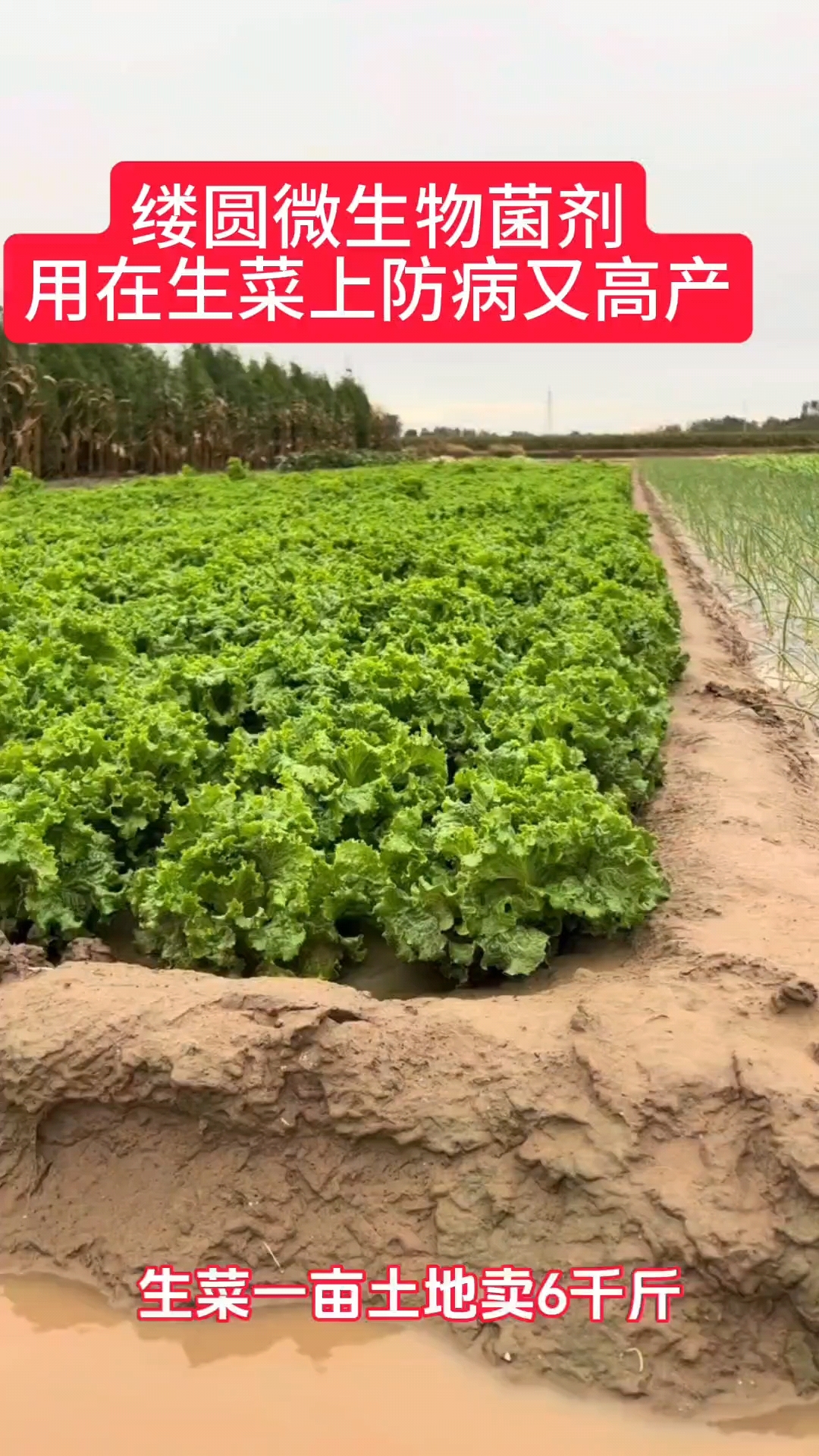 缕圆微生物菌剂用在生菜上防病又高产,不愧为十大靠谱微生物菌剂