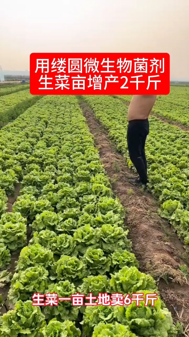 用缕圆微生物菌剂生菜亩增产2千斤,不愧最有潜力十大微生物菌剂