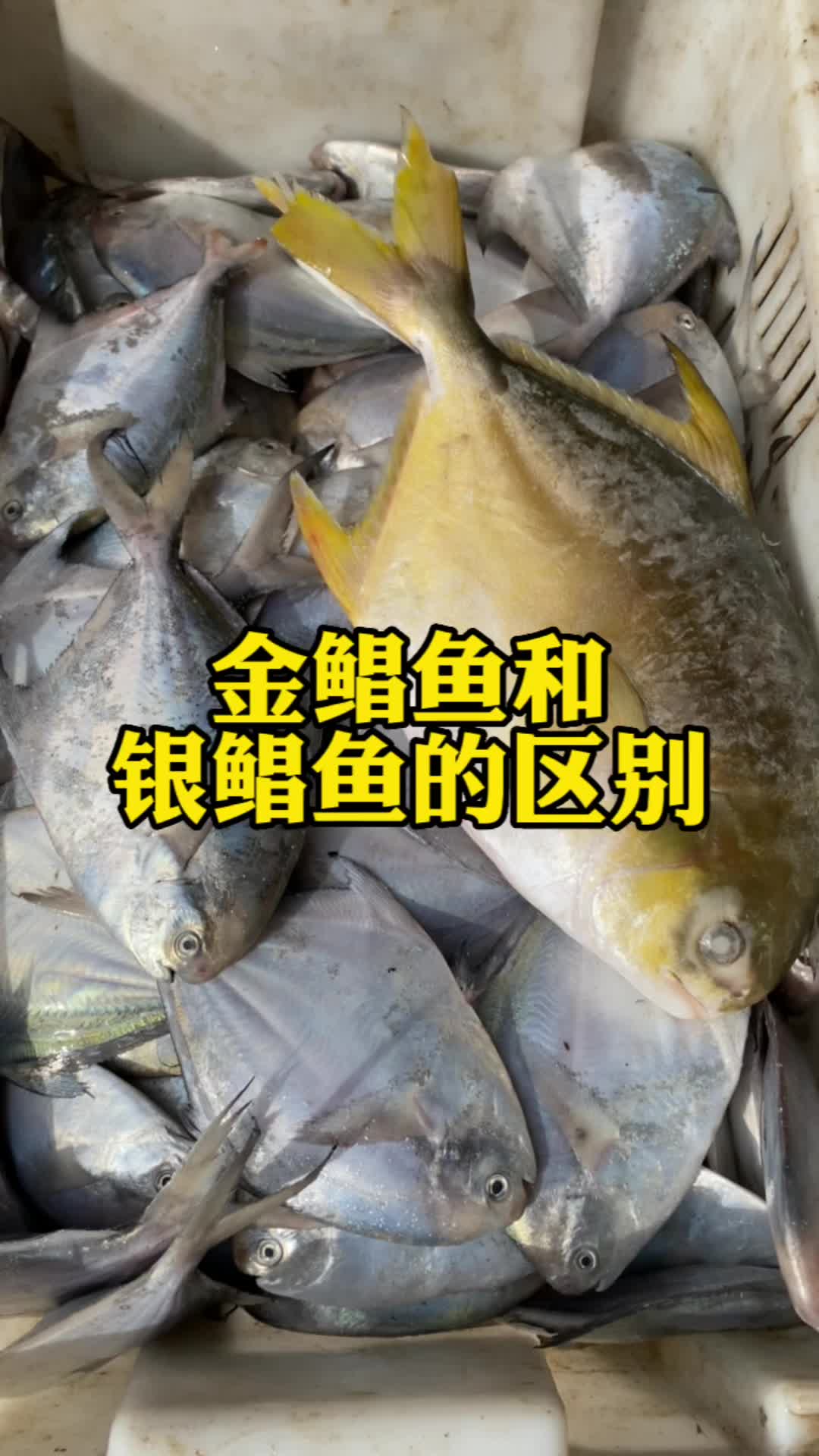 金鲳鱼和银鲳鱼有什么区别