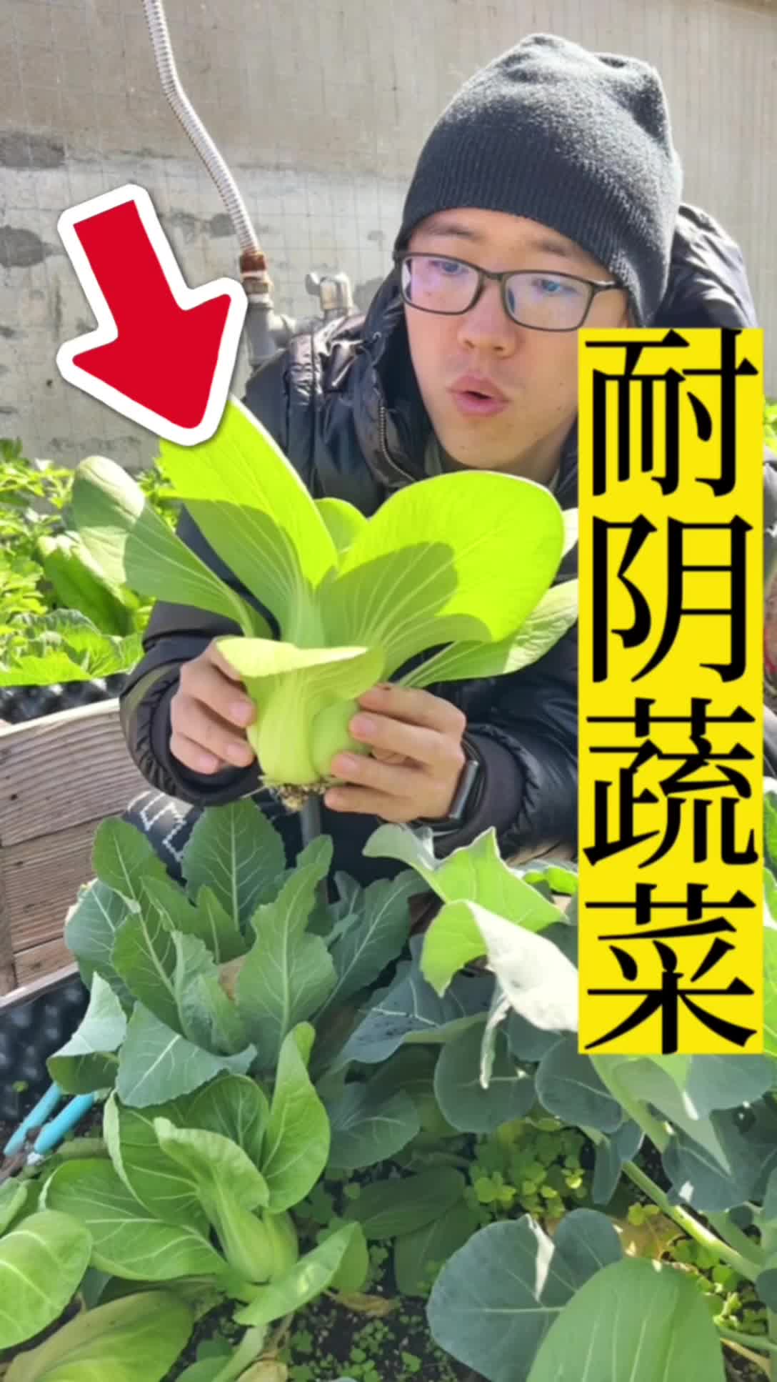 耐阴蔬菜分享,上海青种植