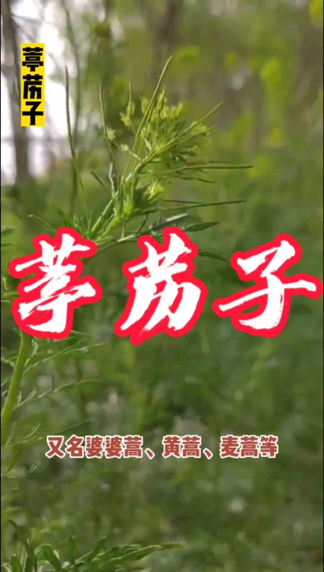 葶苈子是长这个样子的!