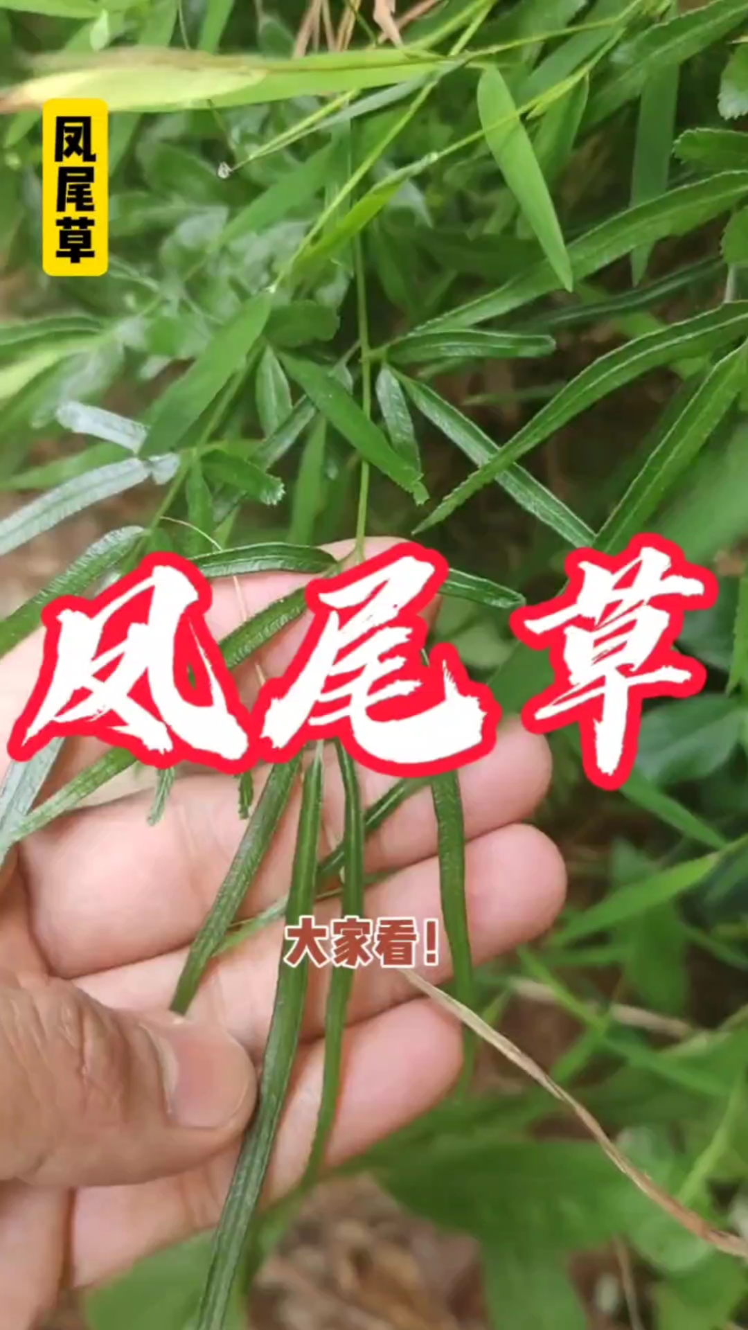 植物科普凤尾草你们家乡有吗?