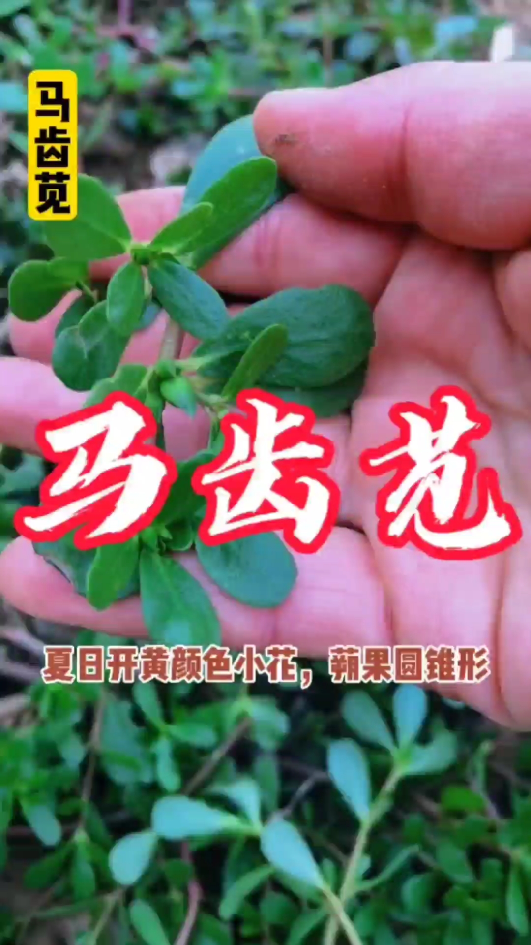 马齿苋菜你们见过吗