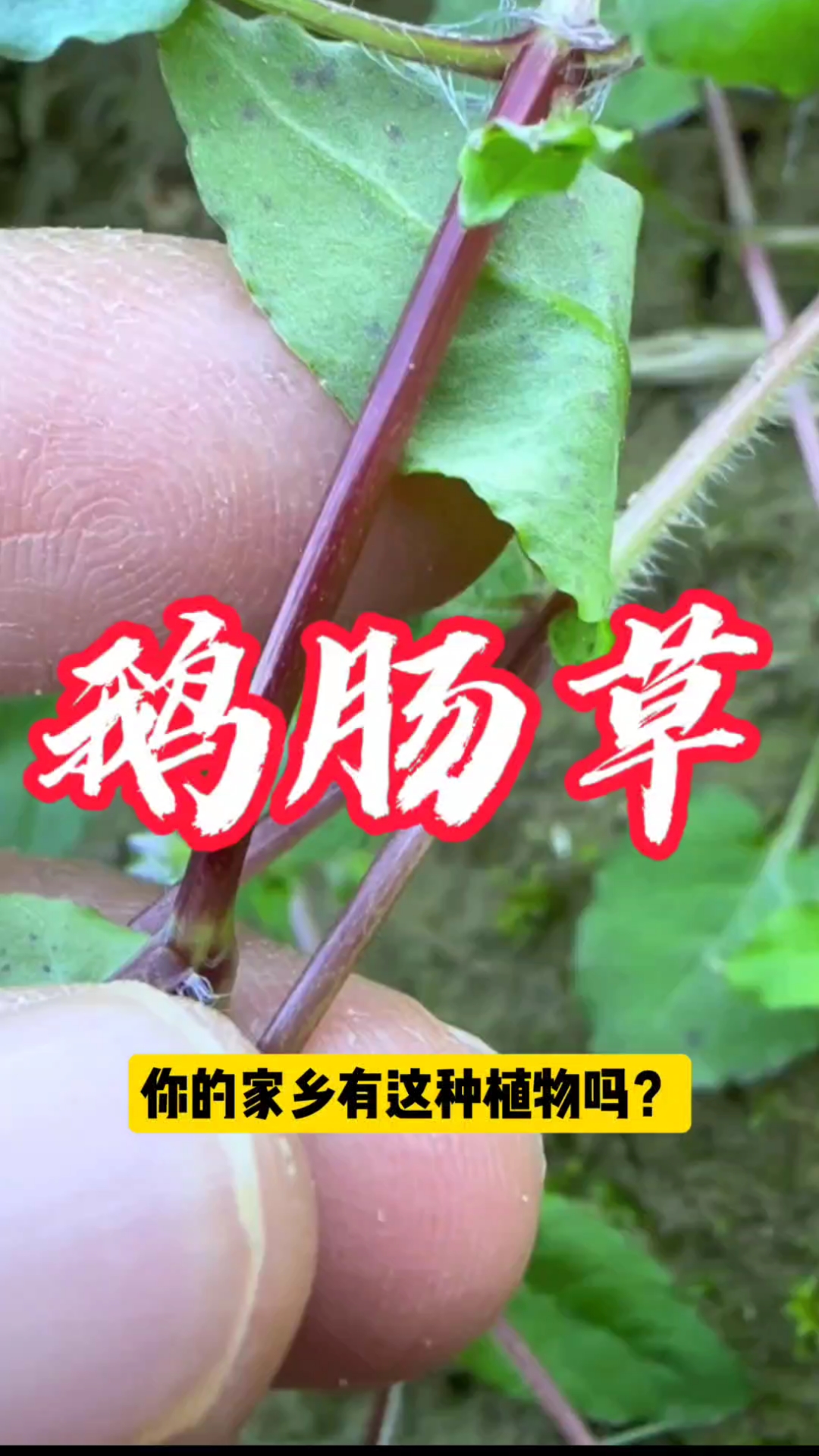 农村常见的植物-鹅肠草