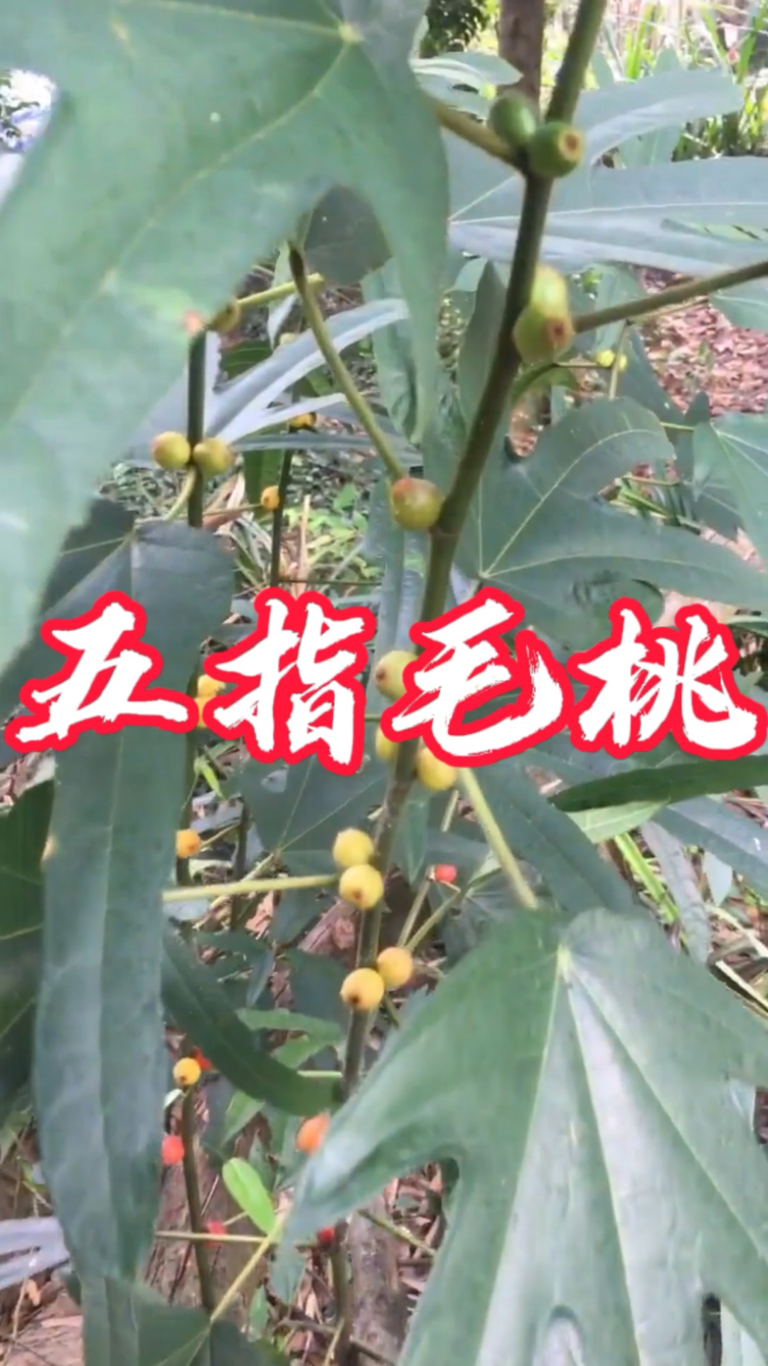 五指毛桃见过吗?