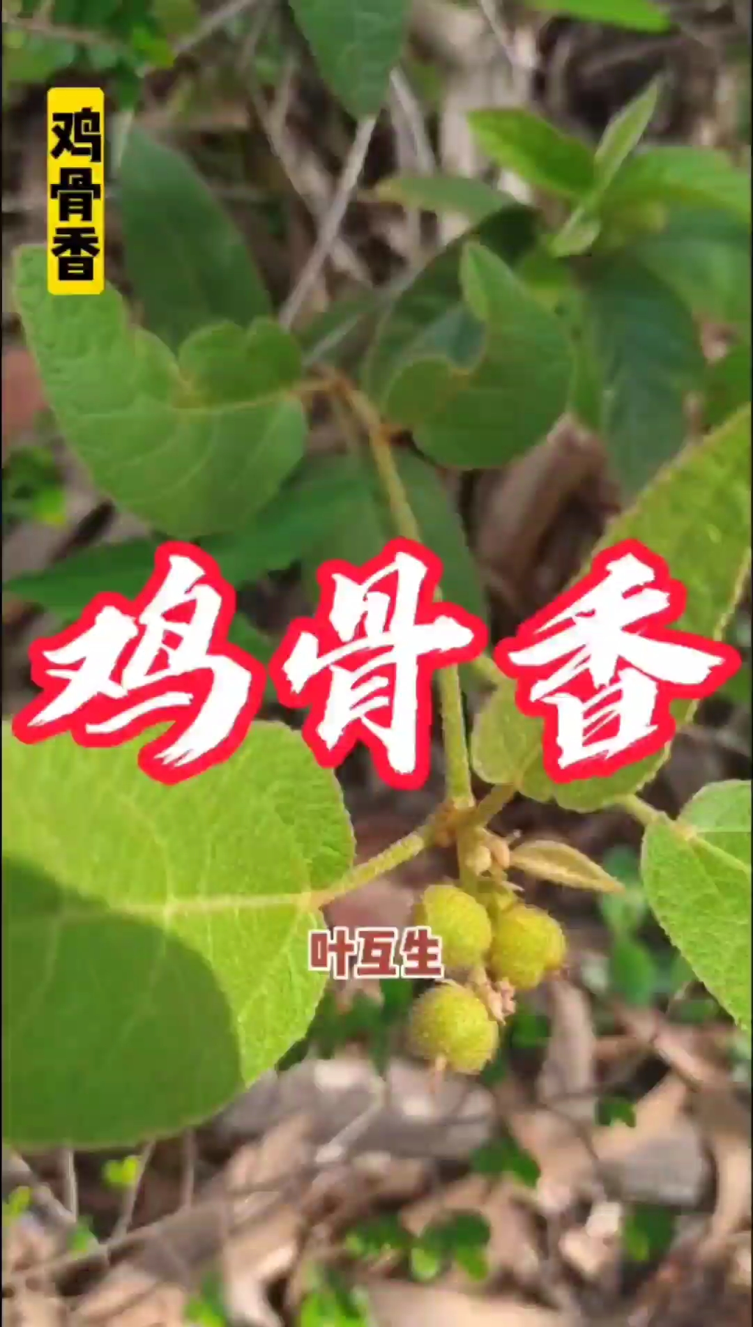 植物科普中药材鸡骨香