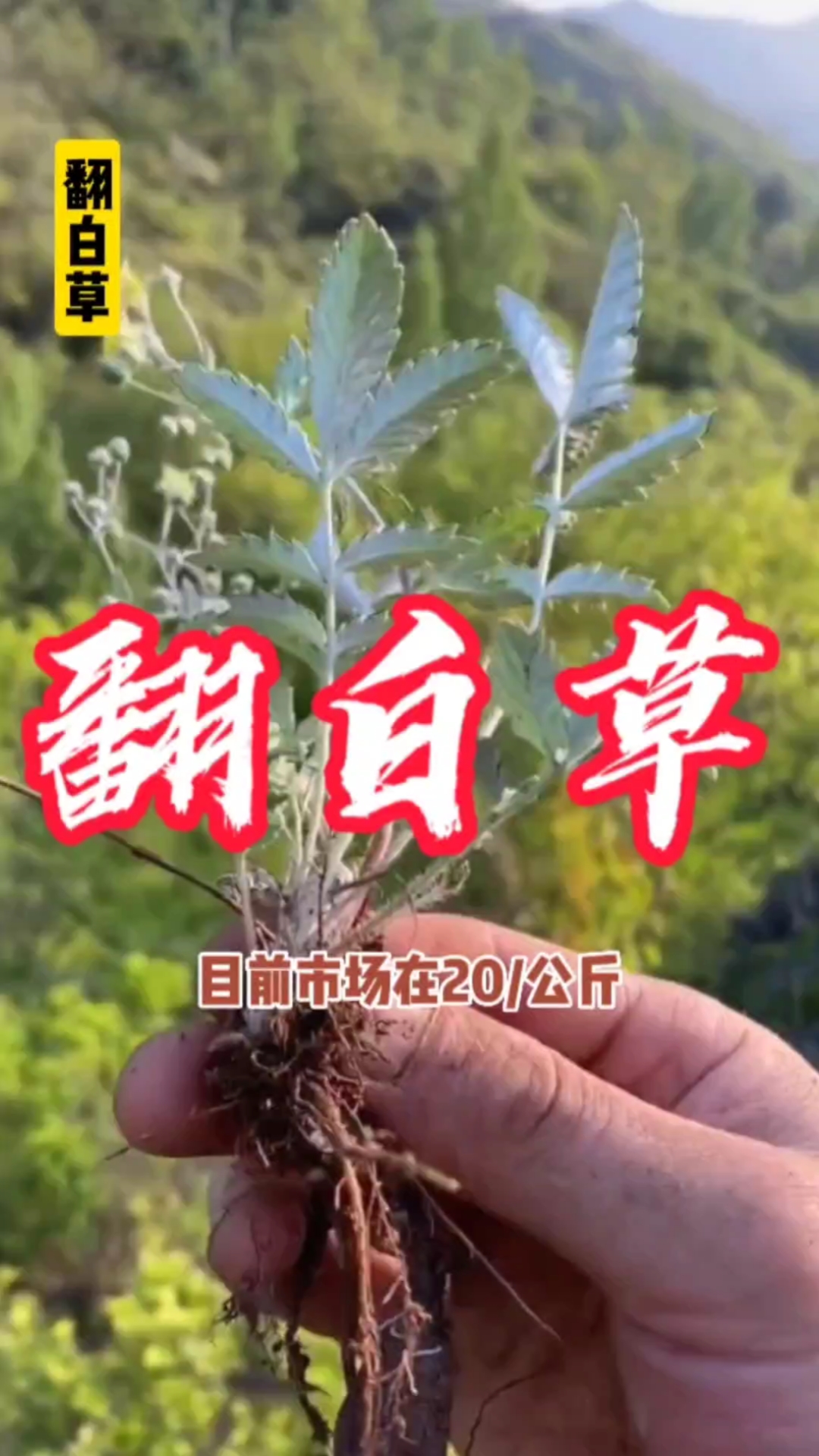 翻白草植物你们家乡还有吗?