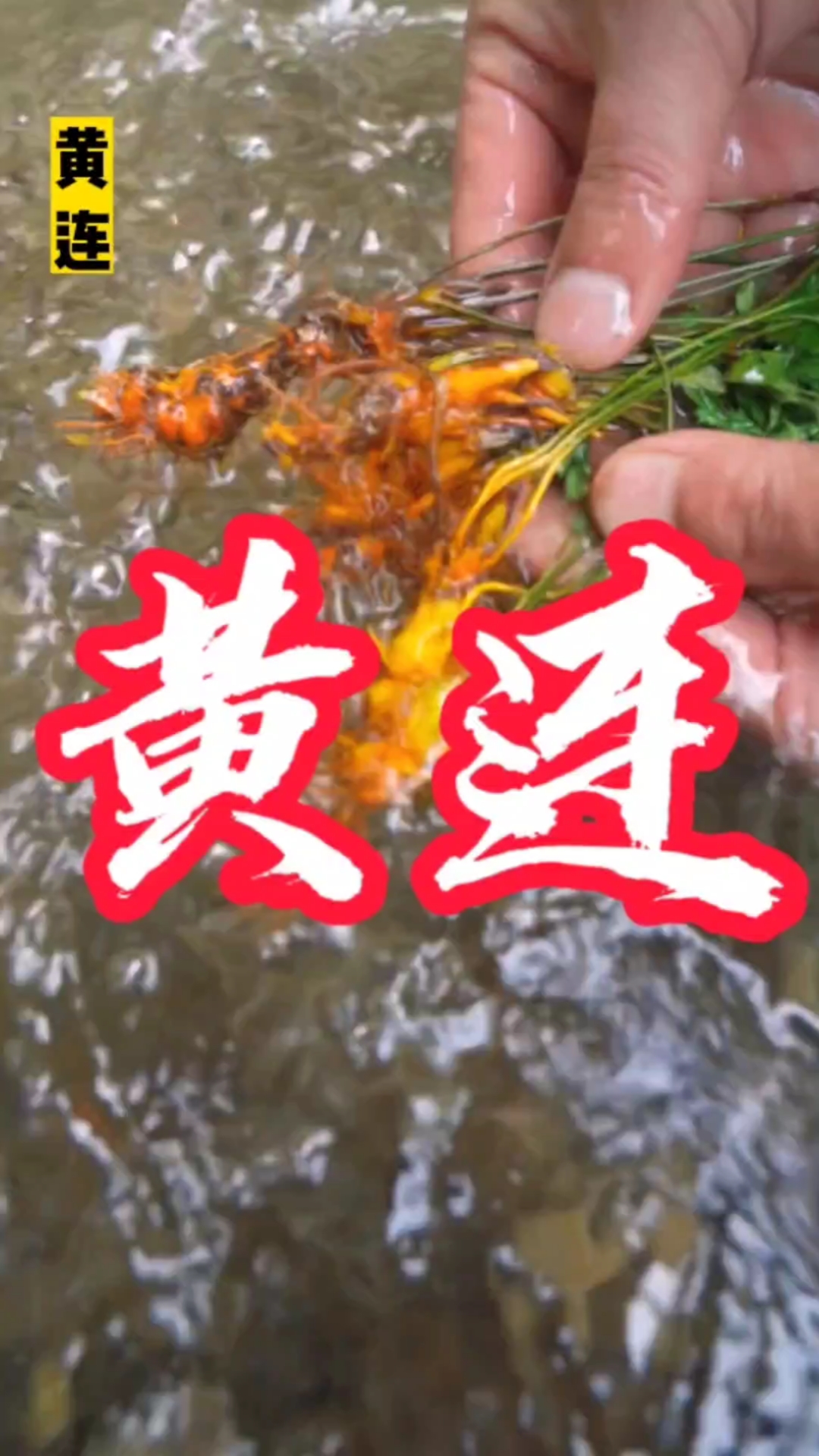 农村常见的植物黄连