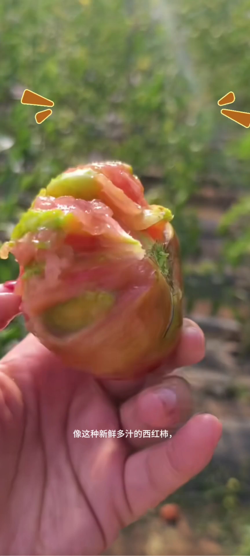 番茄打浆机 番茄加工设备 果蔬打浆机