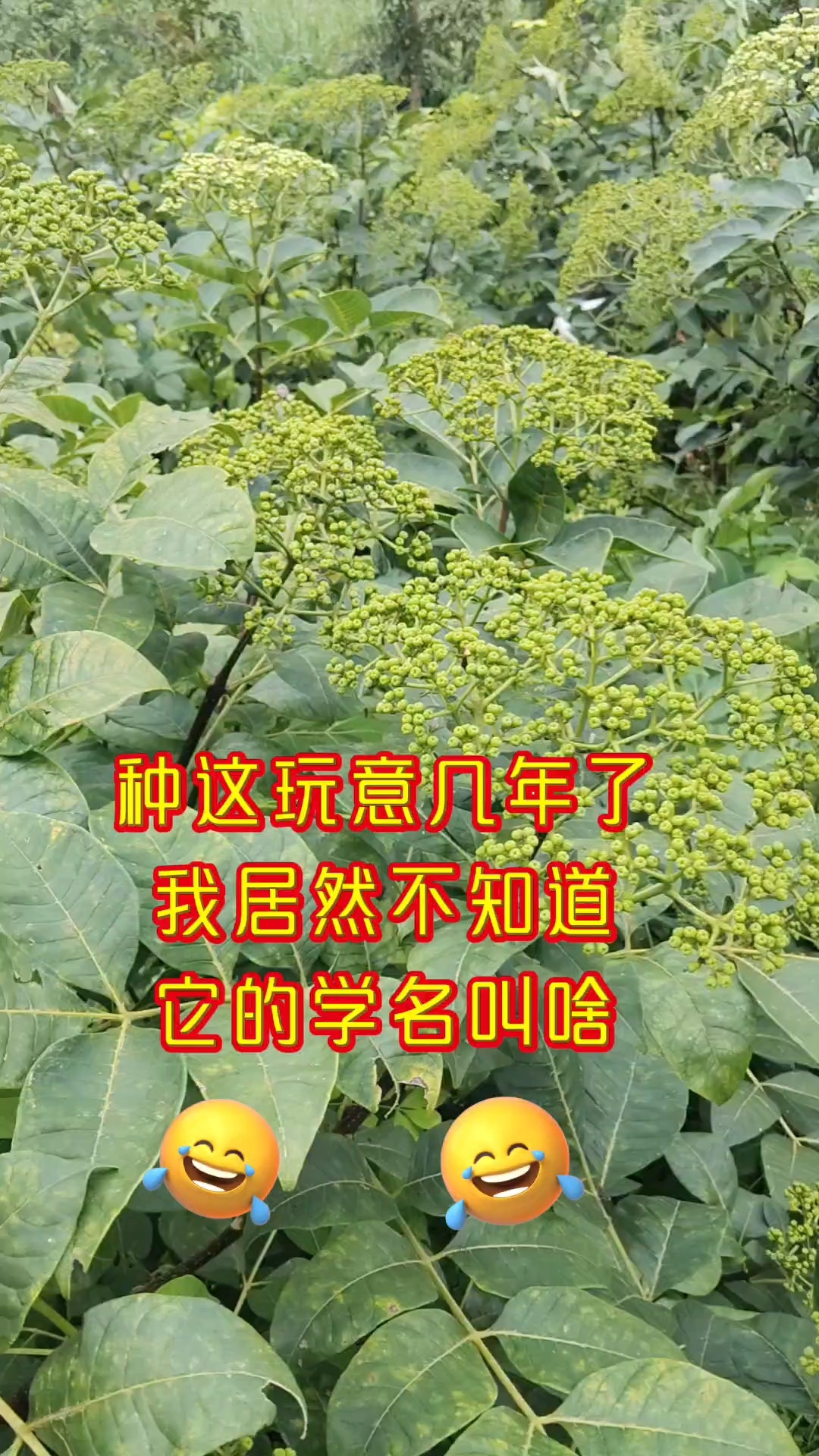 这玩意学名叫啥啊