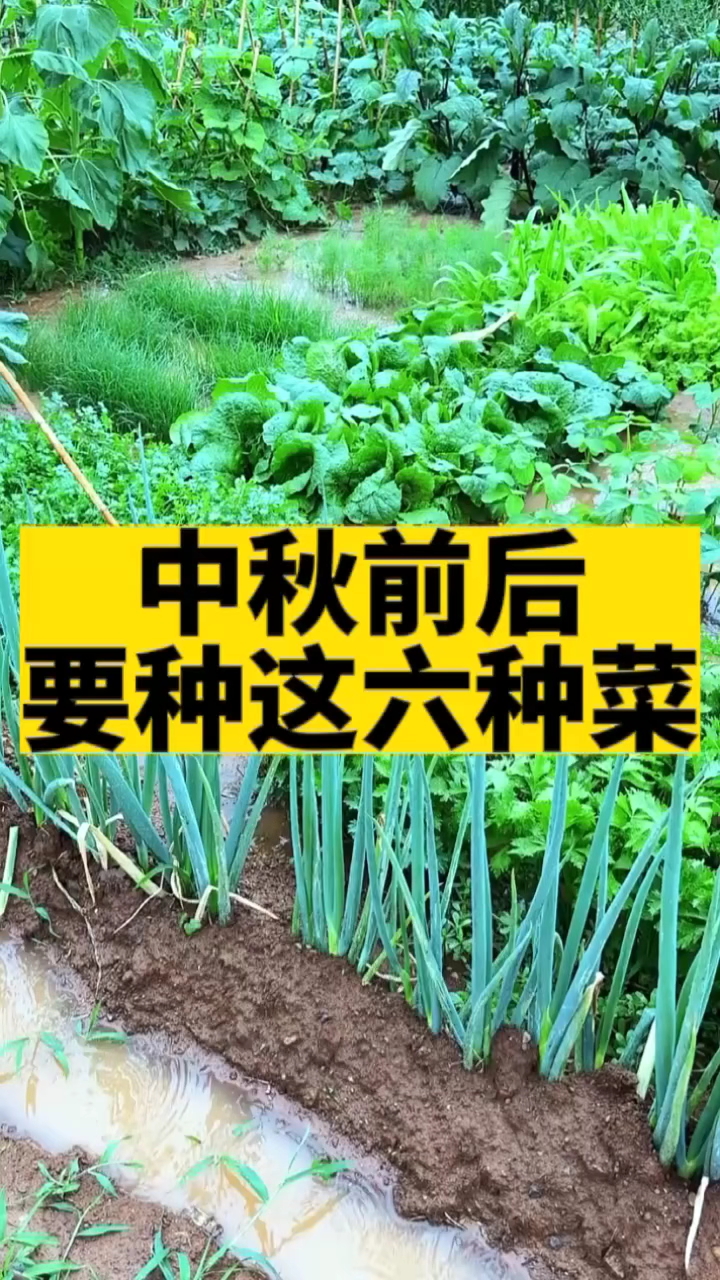 中秋前后,这6种菜要抓紧时间种