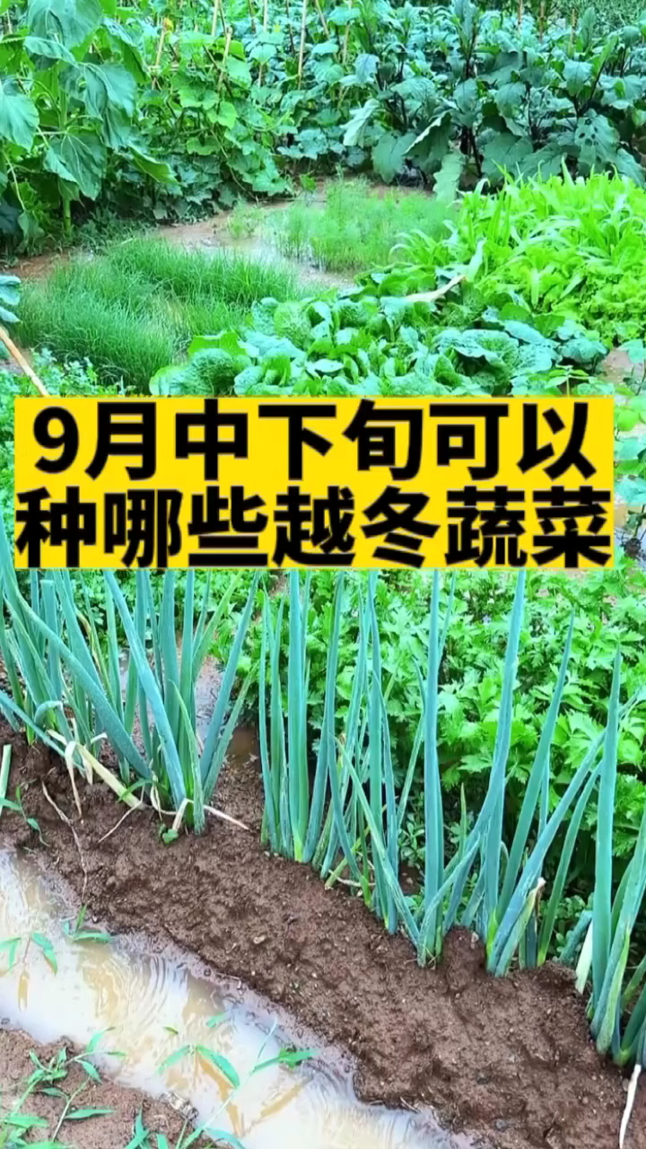 种哪些蔬菜可以越冬