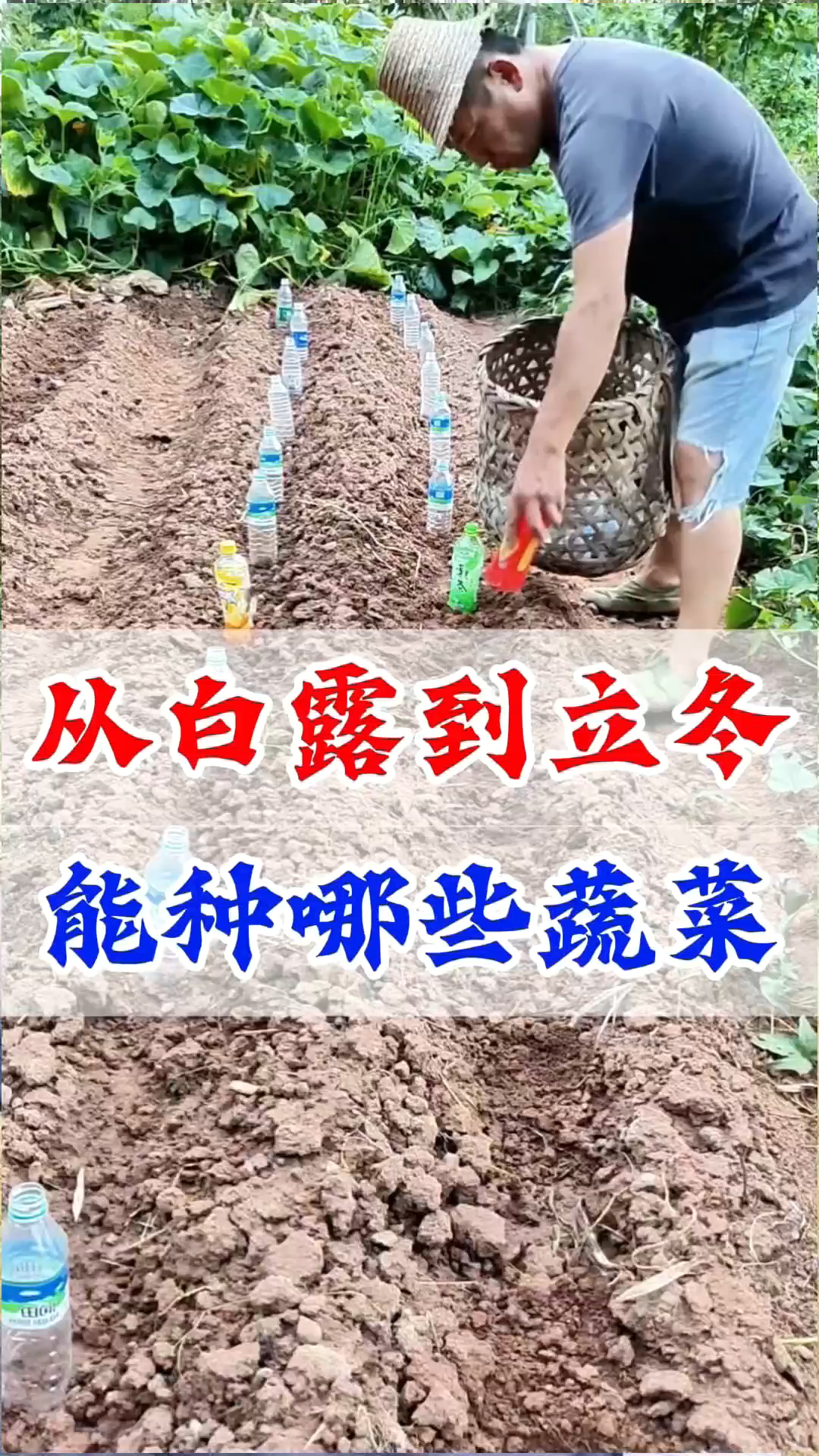 白露到冬季,适合种的蔬菜。