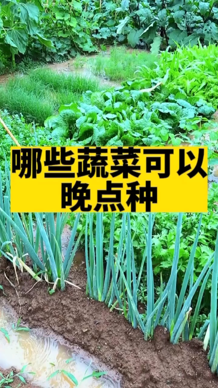 蔬菜种植时间