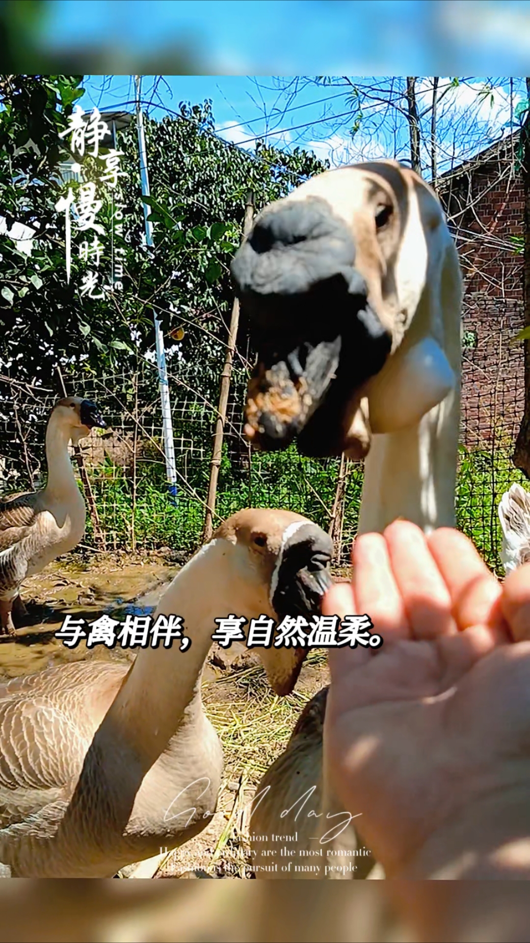 日常互动!狮头鹅 特大种狮头鹅 潮汕狮头鹅 澄海狮头鹅