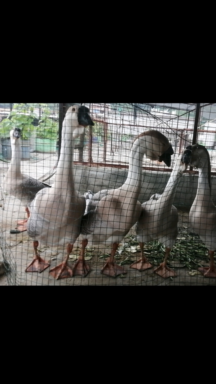 150天的纯种狮头鹅,不喂饲料看看能长多大!