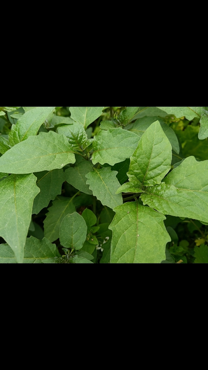 野生白花菜深受人们的喜爱