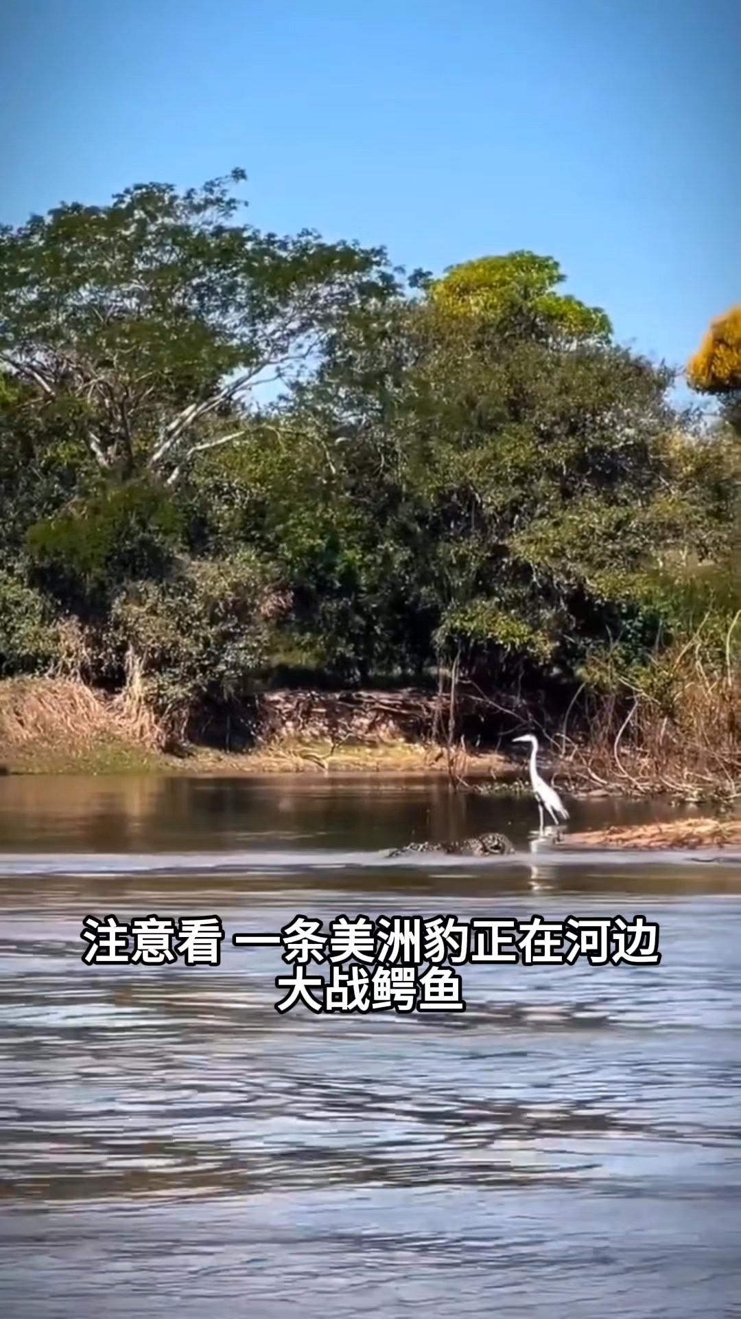 美洲豹大战鳄鱼