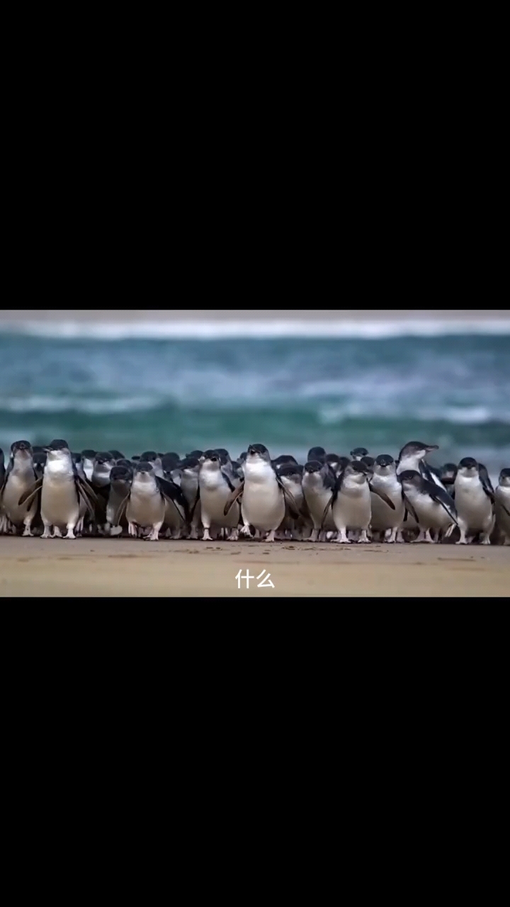 生活在热带的最小企鹅