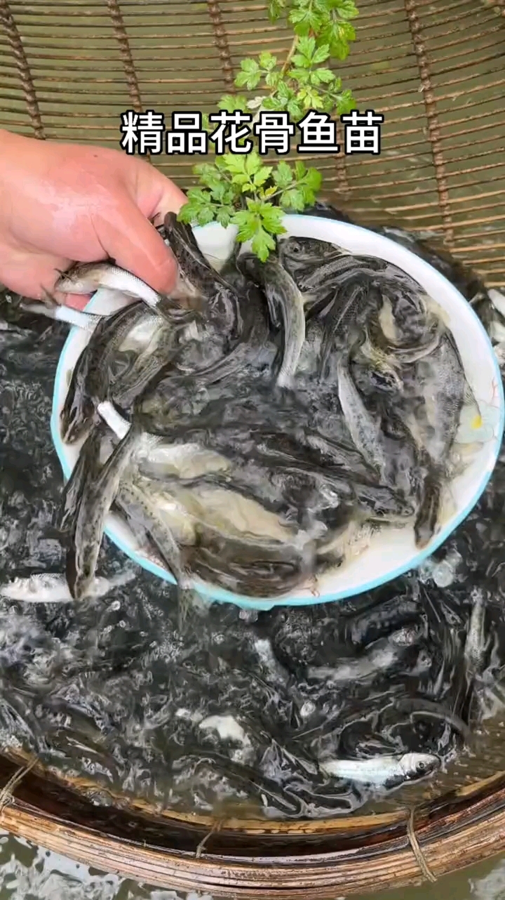 花骨鱼，鱼塘水库，都是养