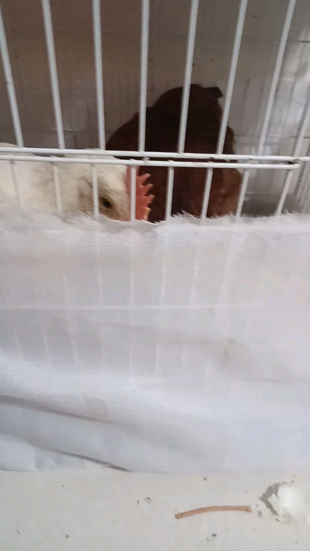 小鸡吃面包虫