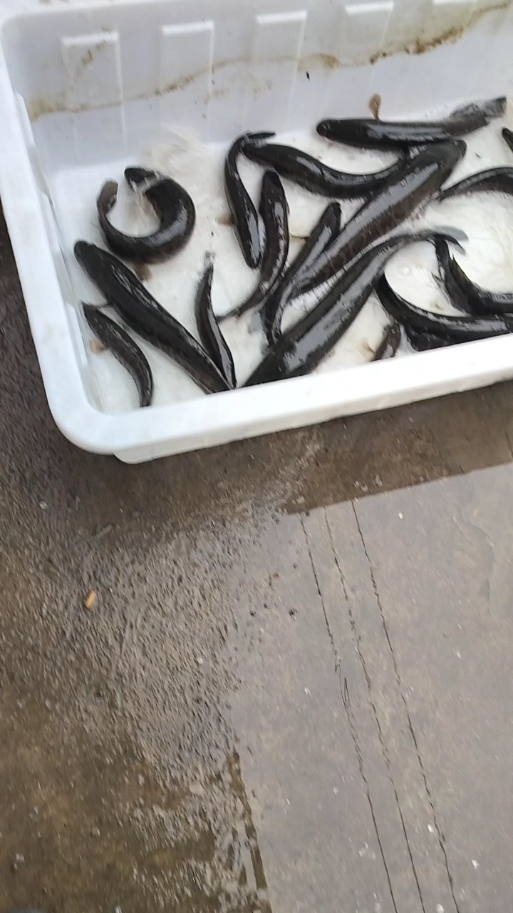 这么多的野生黑鱼