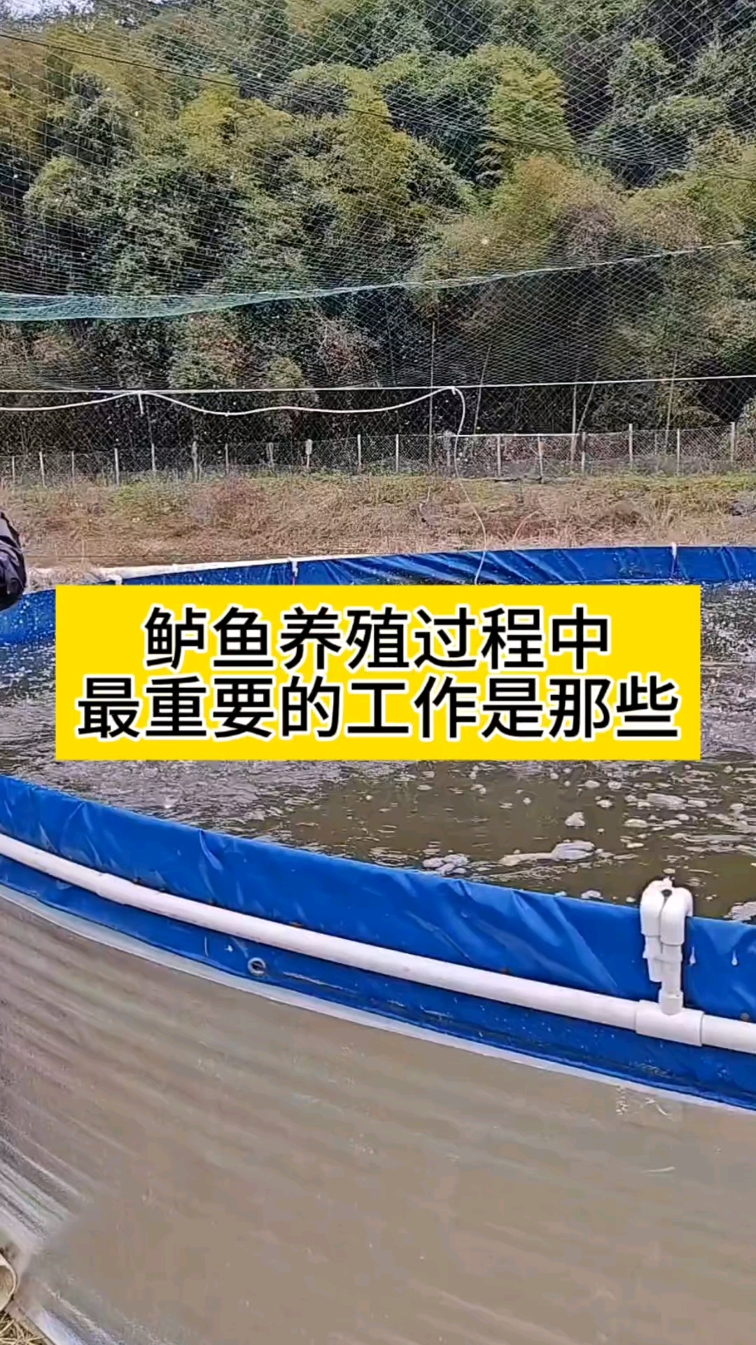 鲈鱼养殖过程中最重要的工作是那些