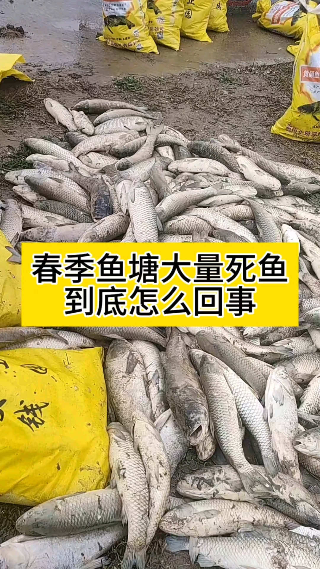 春季鱼塘大量死鱼到底是怎么回事