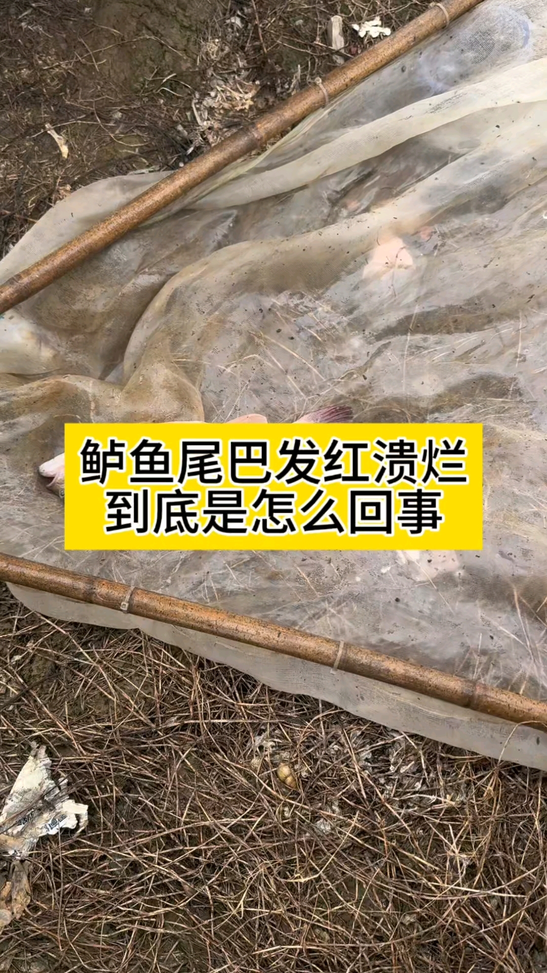 鲈鱼尾巴发红是怎么回事