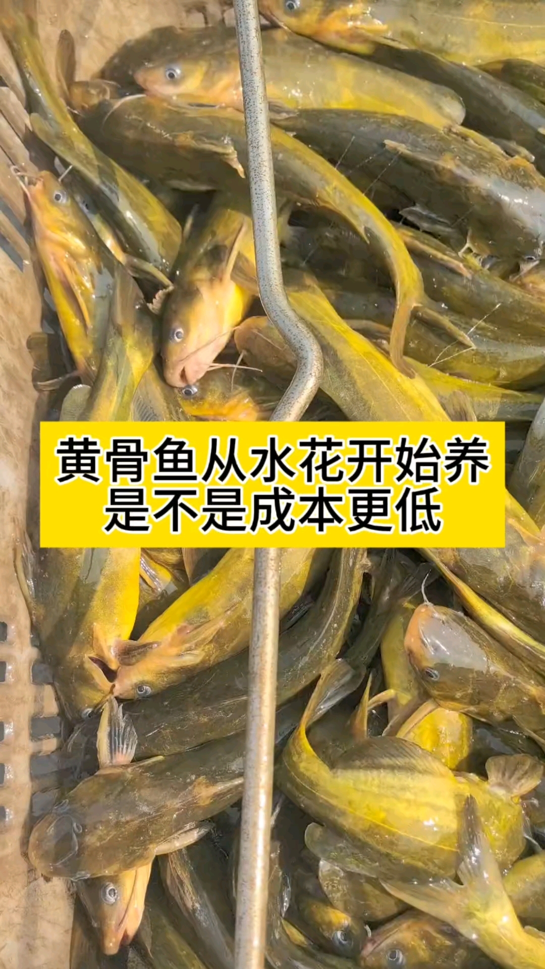 黄骨鱼从水花开始养是不是成本更低