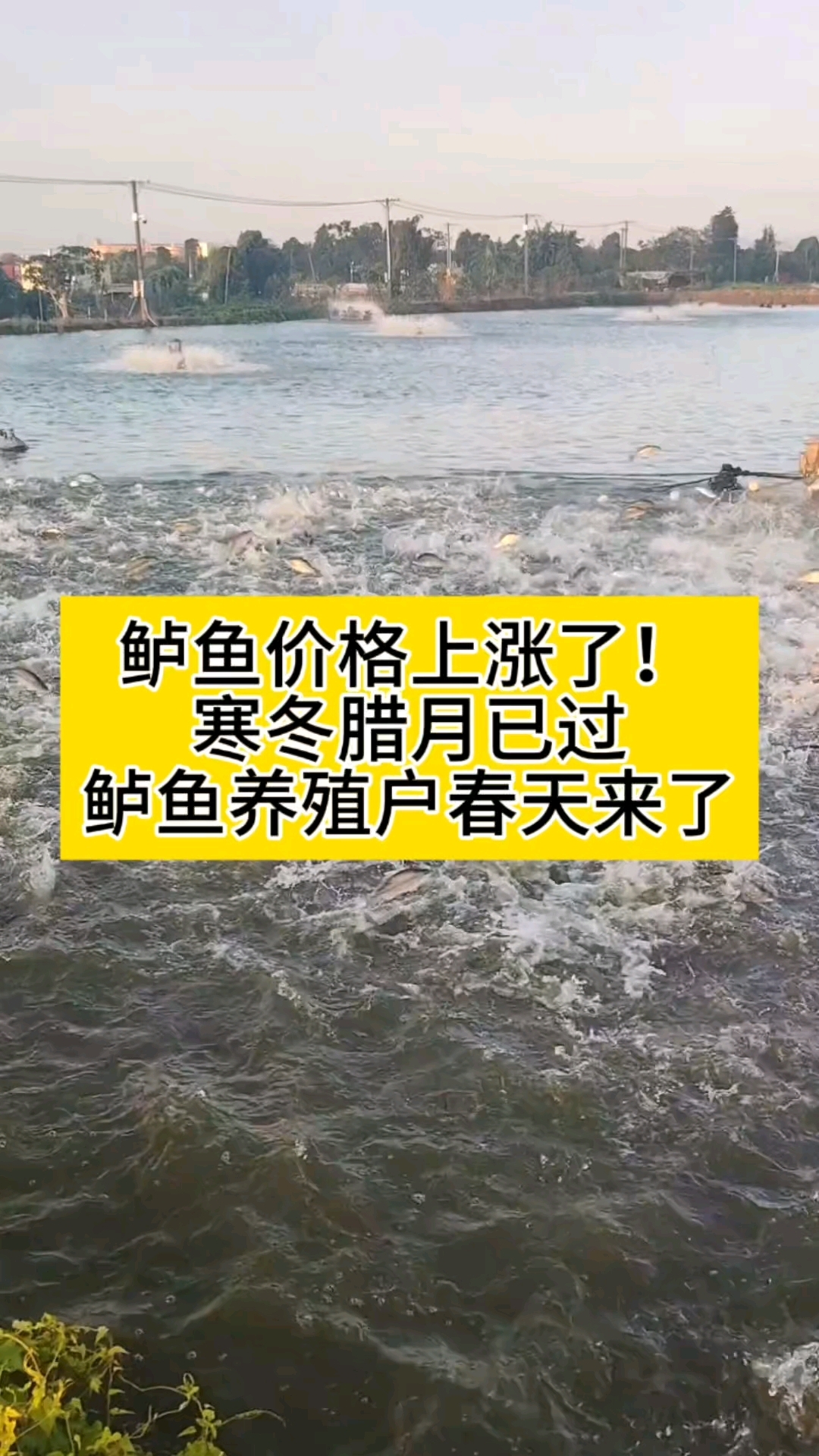 鲈鱼价格上涨了鲈鱼养殖户春天来了