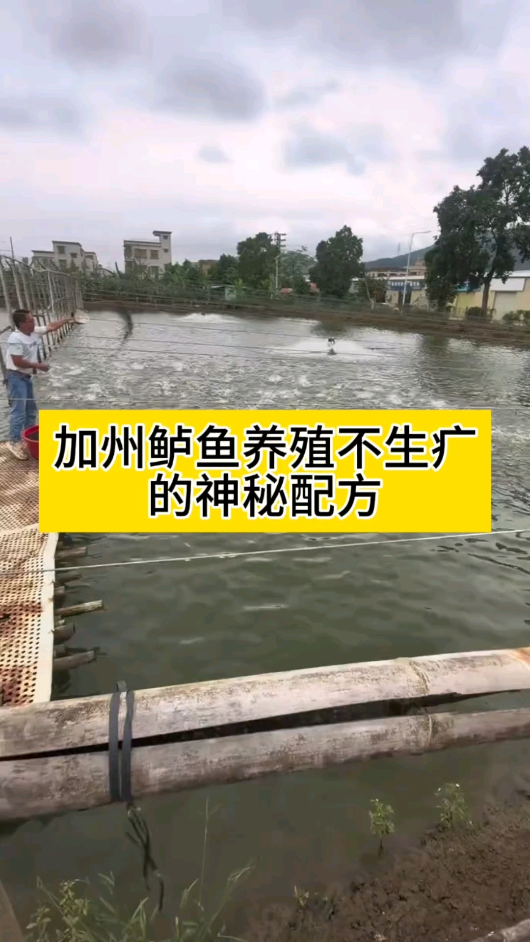 加州鲈鱼养殖不生病的神秘配方