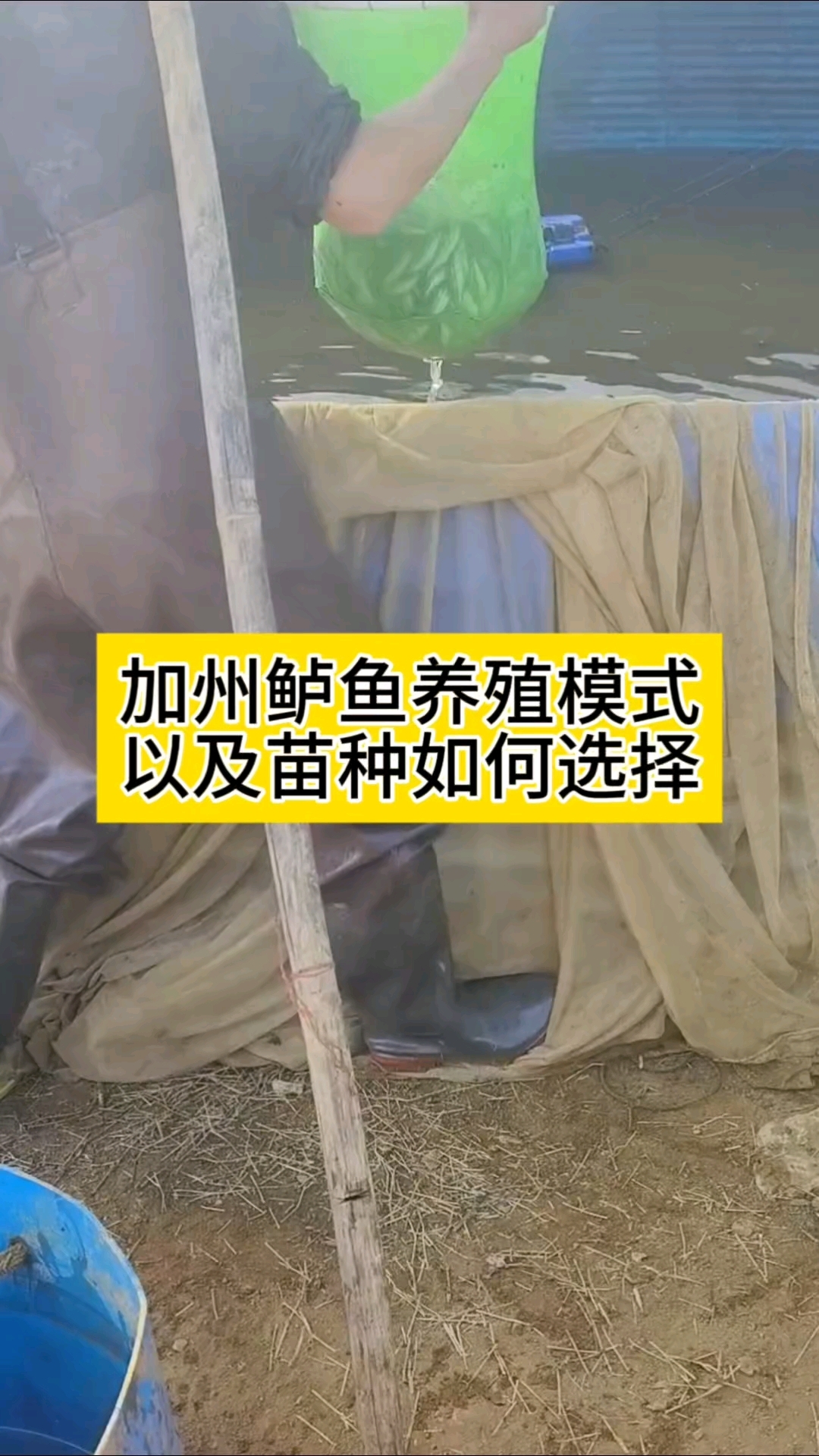加州鲈鱼养殖模式以及苗种选择