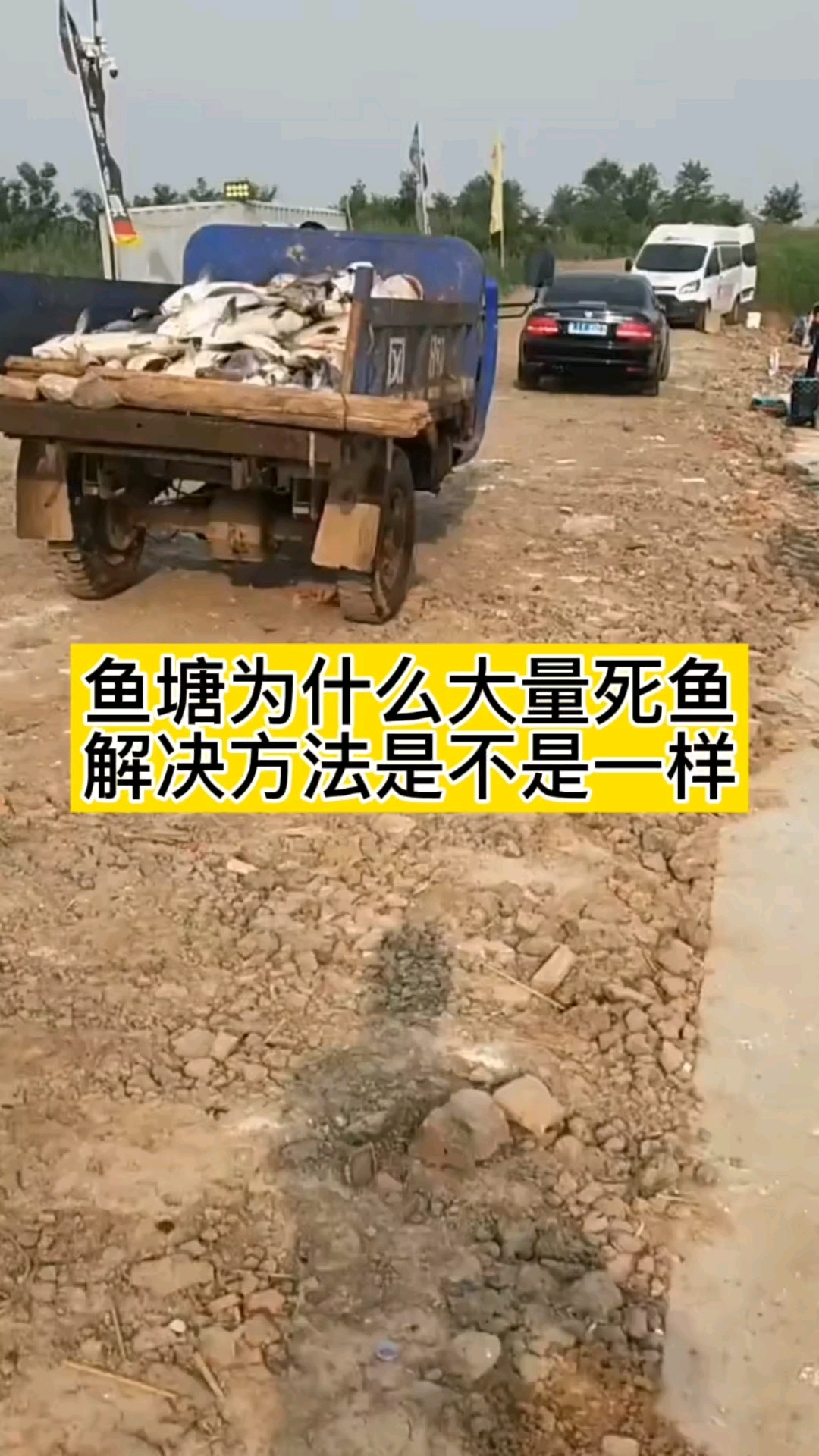 鱼塘为什么大量死鱼解决方法是不是一样
