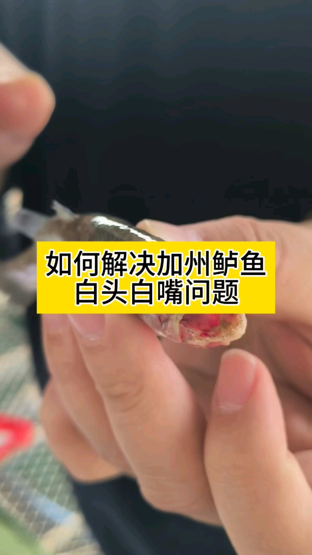 如何解决加州鲈鱼白头烂嘴问题
