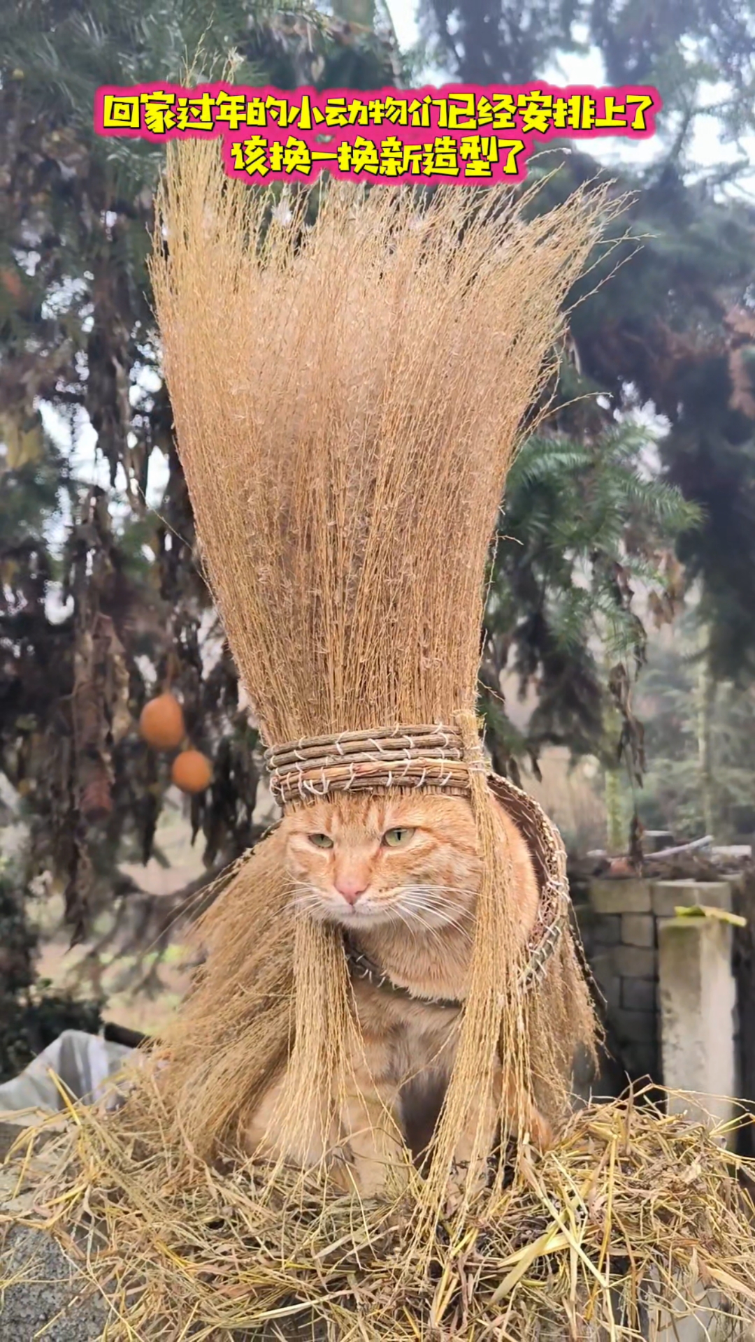 回家过年的小动物们已经安排上了，该换一换新造型了