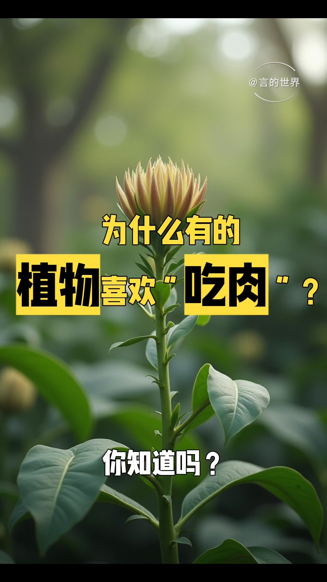 为什么有的植物喜欢“吃肉”?
